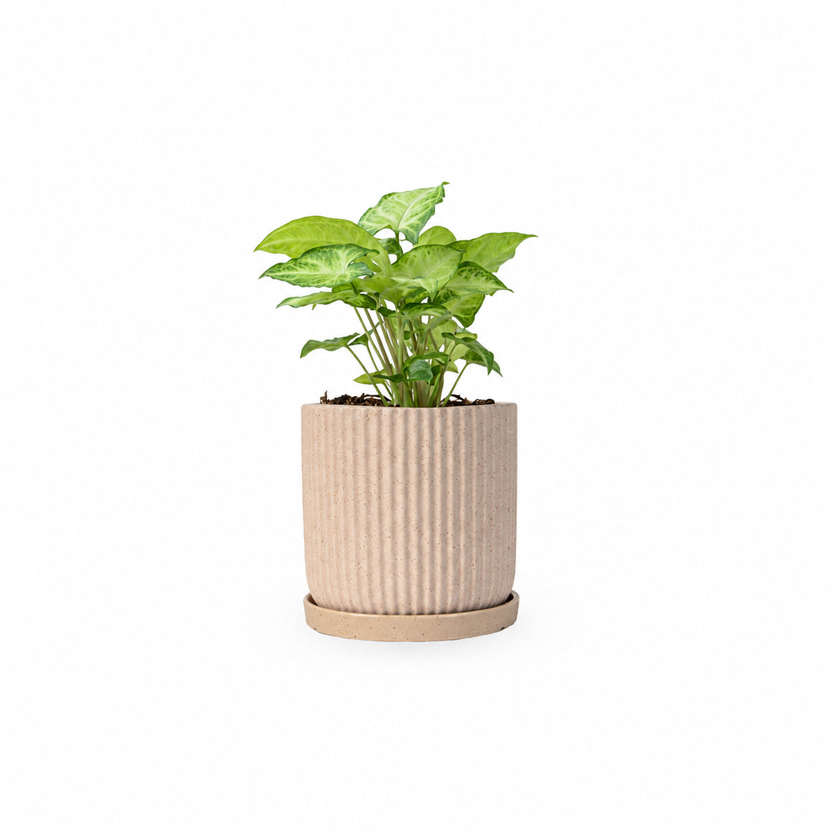 סינגוניום syngonium  משתלה אינטרנטית