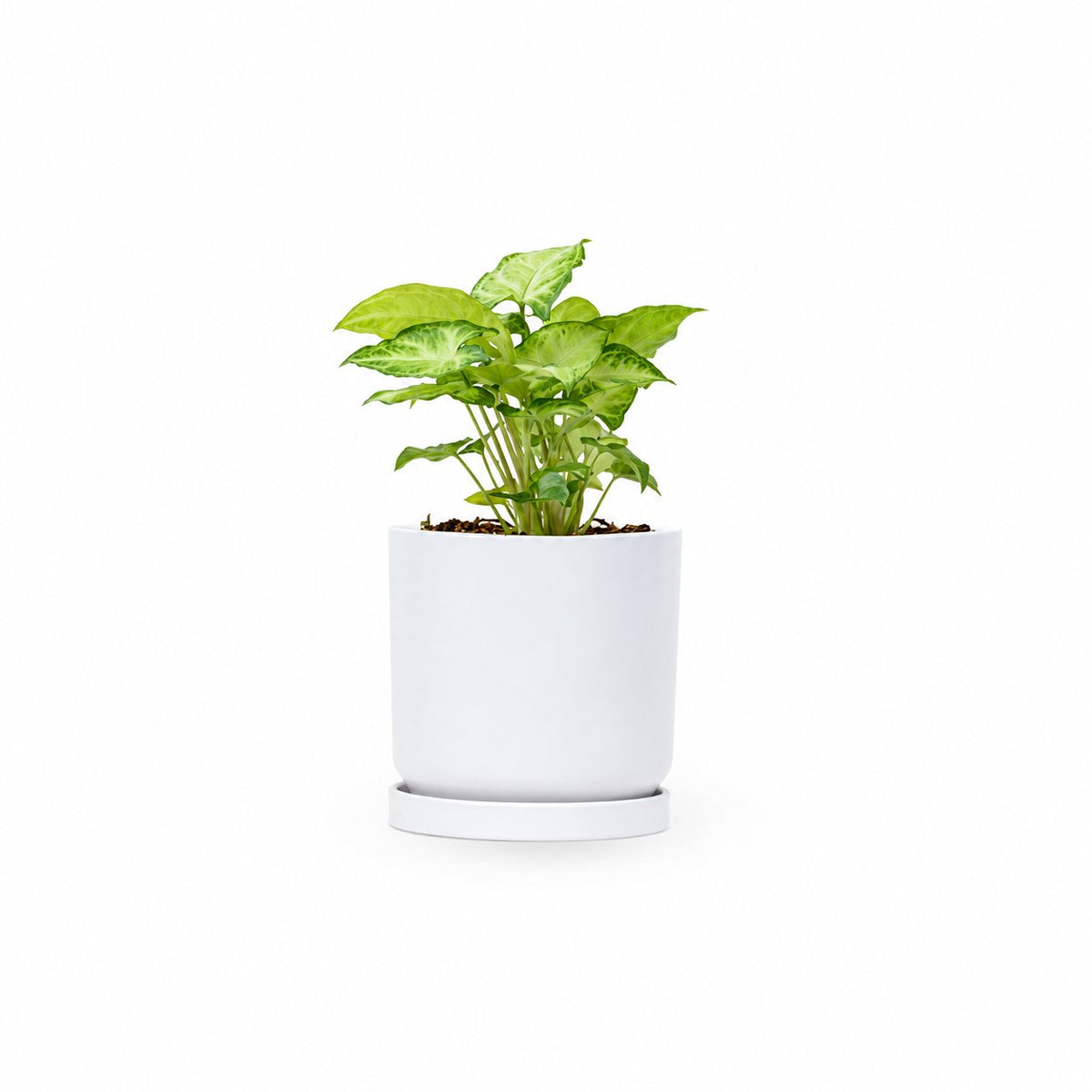 סינגוניום syngonium  משתלה אינטרנטית