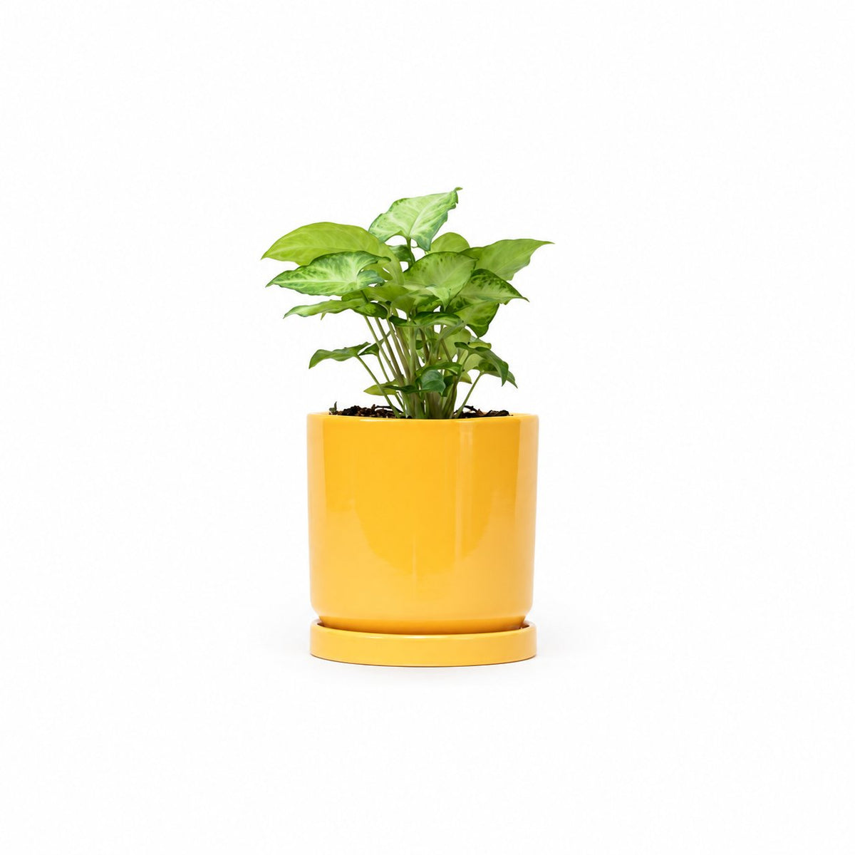 סינגוניום syngonium  משתלה אינטרנטית