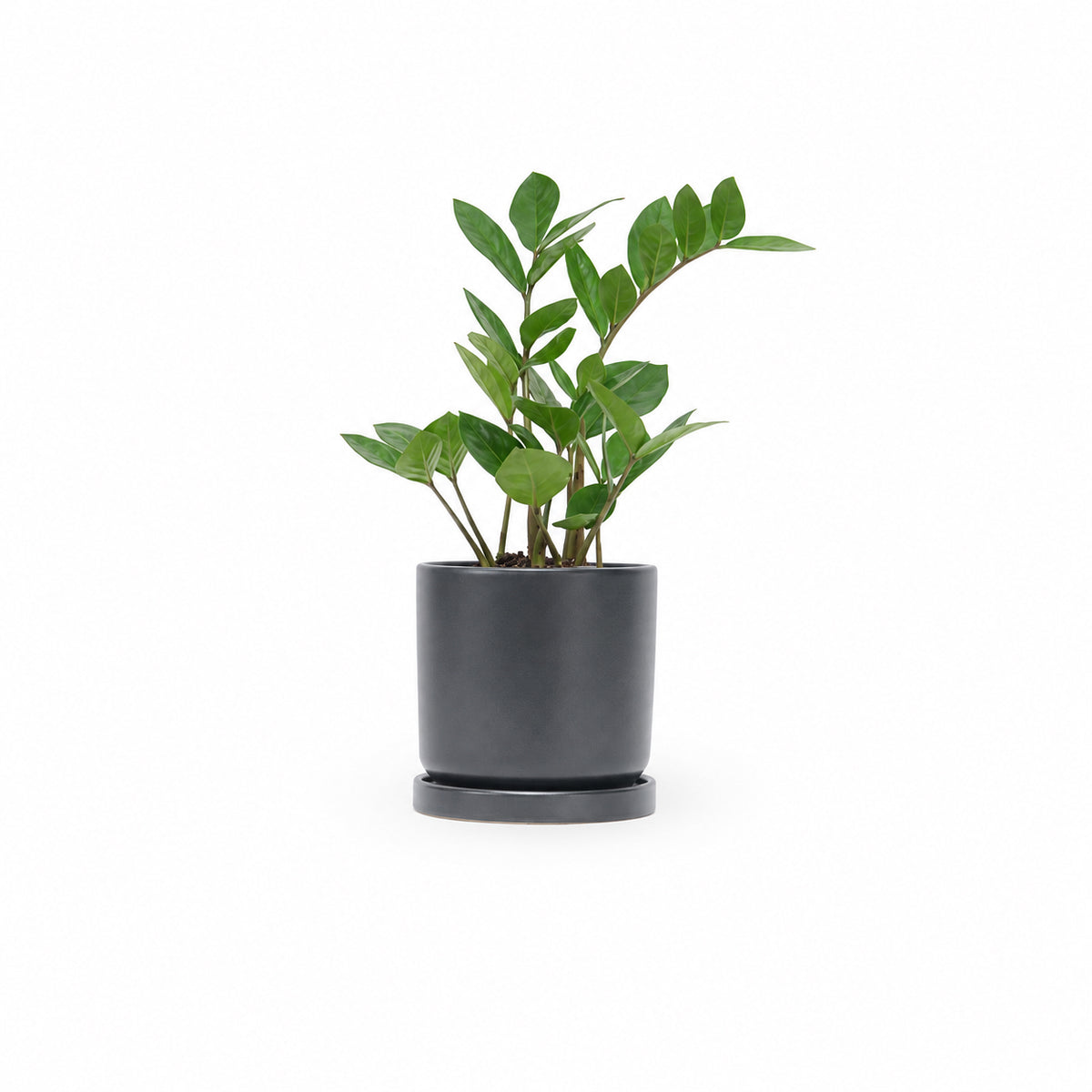 zz plant, זמיה קוקוס, plant nursery