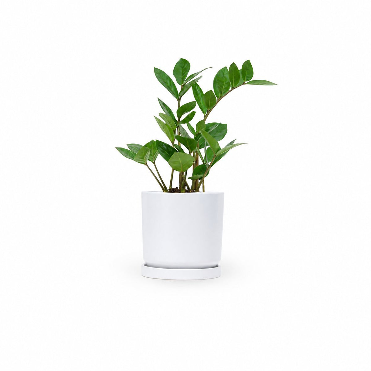 zz plant, זמיה קוקוס, plant nursery
