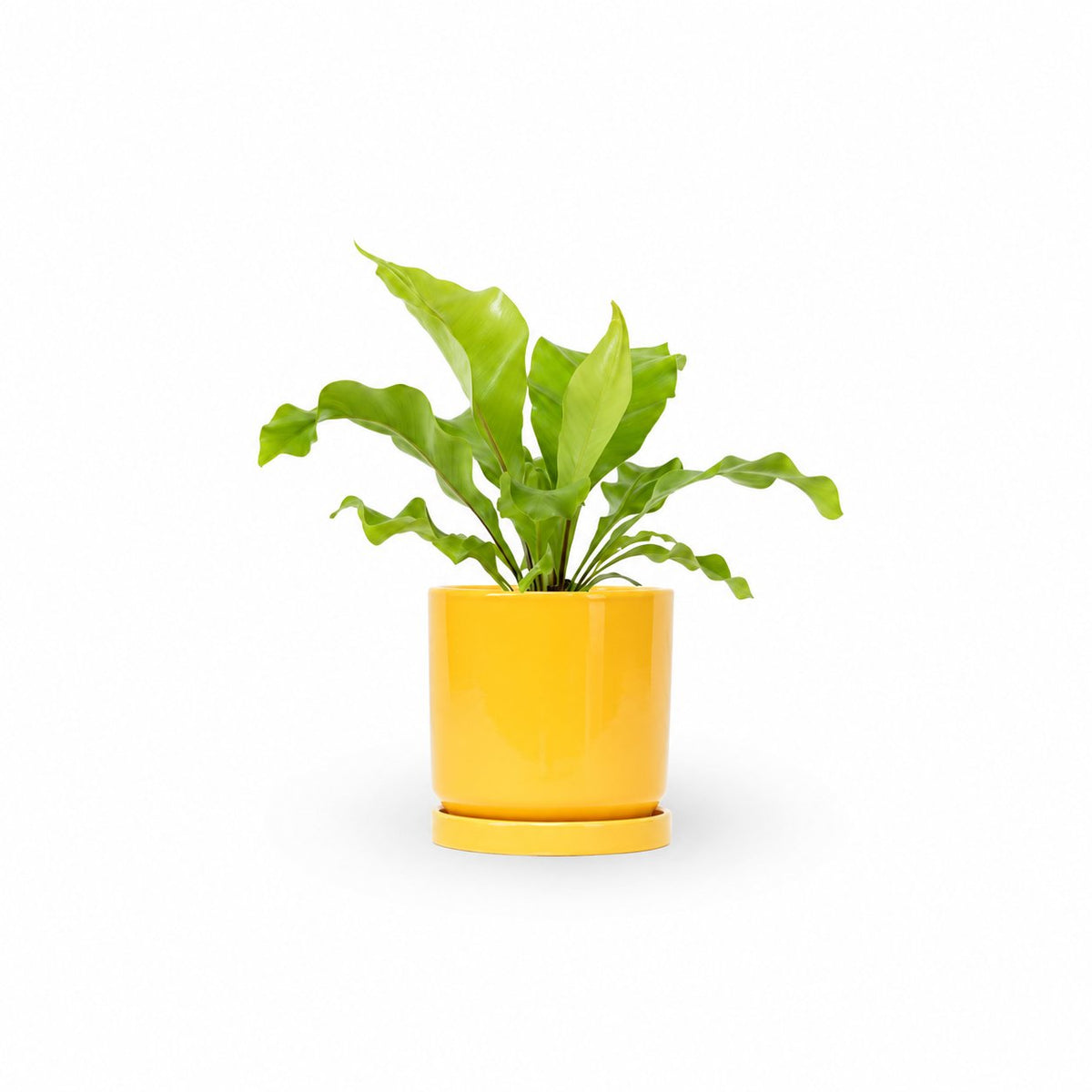| hoya | קן הציפור | Bird Nest Fern  משתלה אינטרנטית | צמחי בית | עד הבית | פריחת הצמח | משלוח צמחי בית | משתלה עד הבית | plant on it | let neta your plants