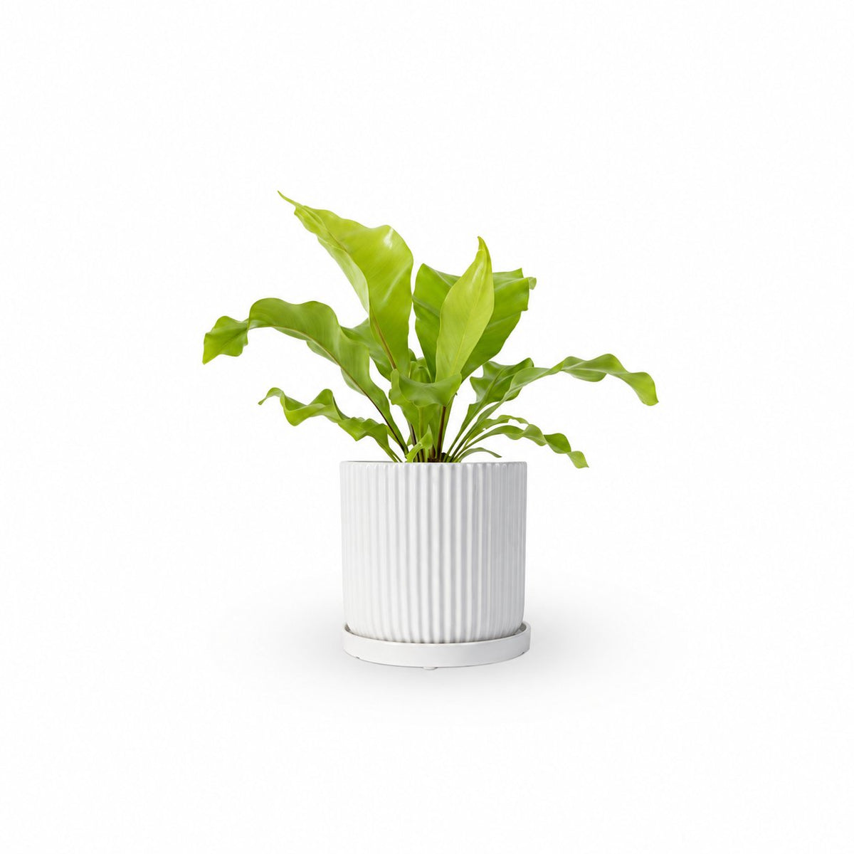 | hoya | קן הציפור | Bird Nest Fern  משתלה אינטרנטית | צמחי בית | עד הבית | פריחת הצמח | משלוח צמחי בית | משתלה עד הבית | plant on it | let neta your plants