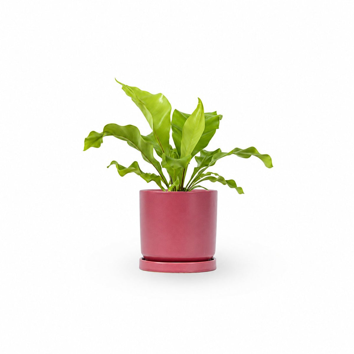 | hoya | קן הציפור | Bird Nest Fern  משתלה אינטרנטית | צמחי בית | עד הבית | פריחת הצמח | משלוח צמחי בית | משתלה עד הבית | plant on it | let neta your plants