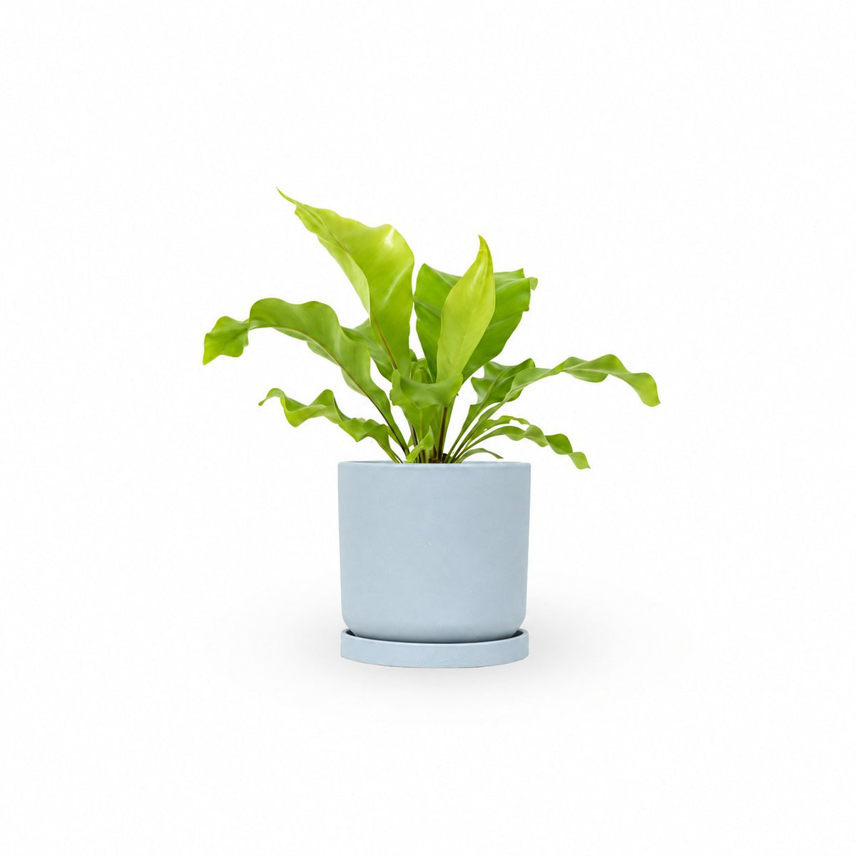 | hoya | קן הציפור | Bird Nest Fern  משתלה אינטרנטית | צמחי בית | עד הבית | פריחת הצמח | משלוח צמחי בית | משתלה עד הבית | plant on it | let neta your plants