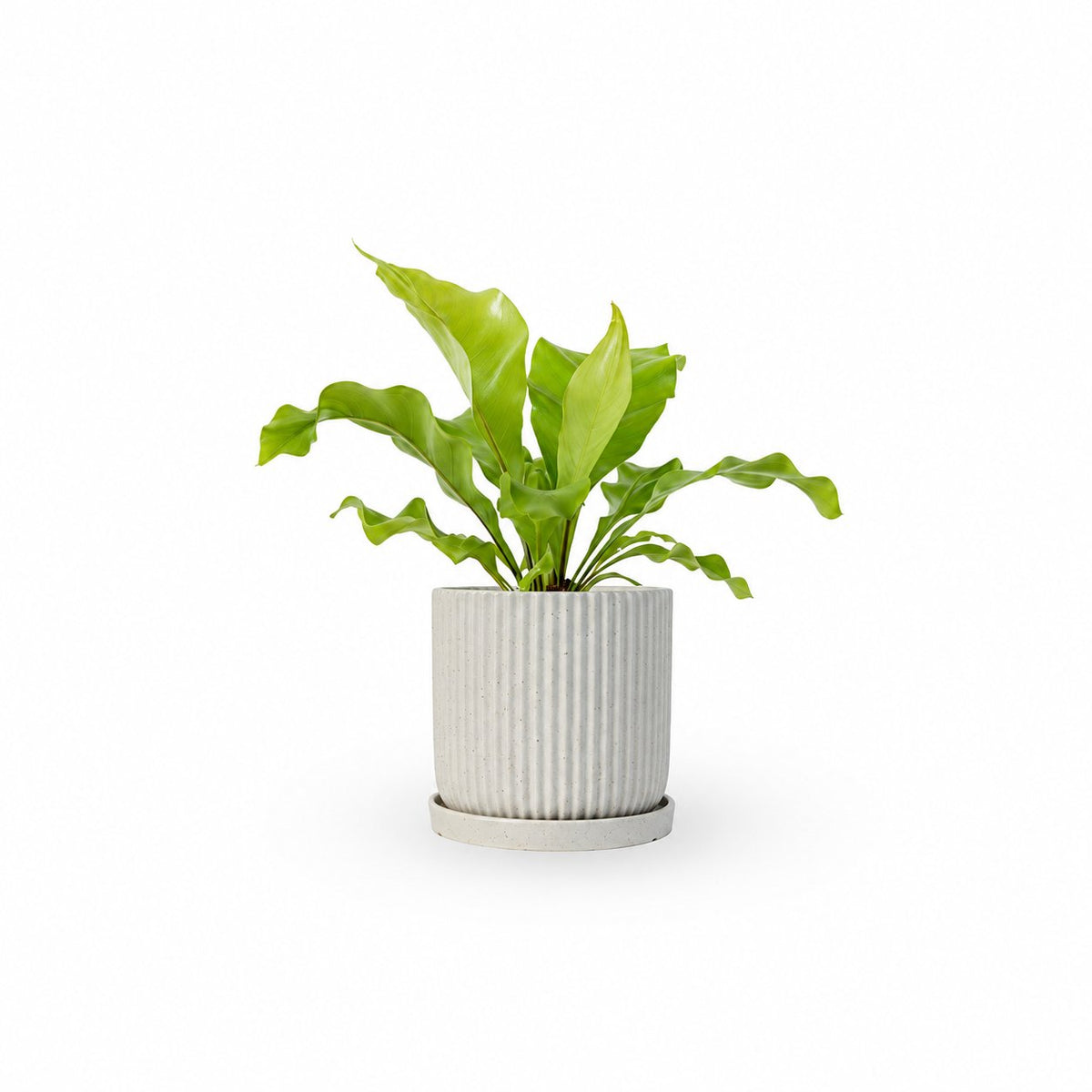 | hoya | קן הציפור | Bird Nest Fern  משתלה אינטרנטית | צמחי בית | עד הבית | פריחת הצמח | משלוח צמחי בית | משתלה עד הבית | plant on it | let neta your plants