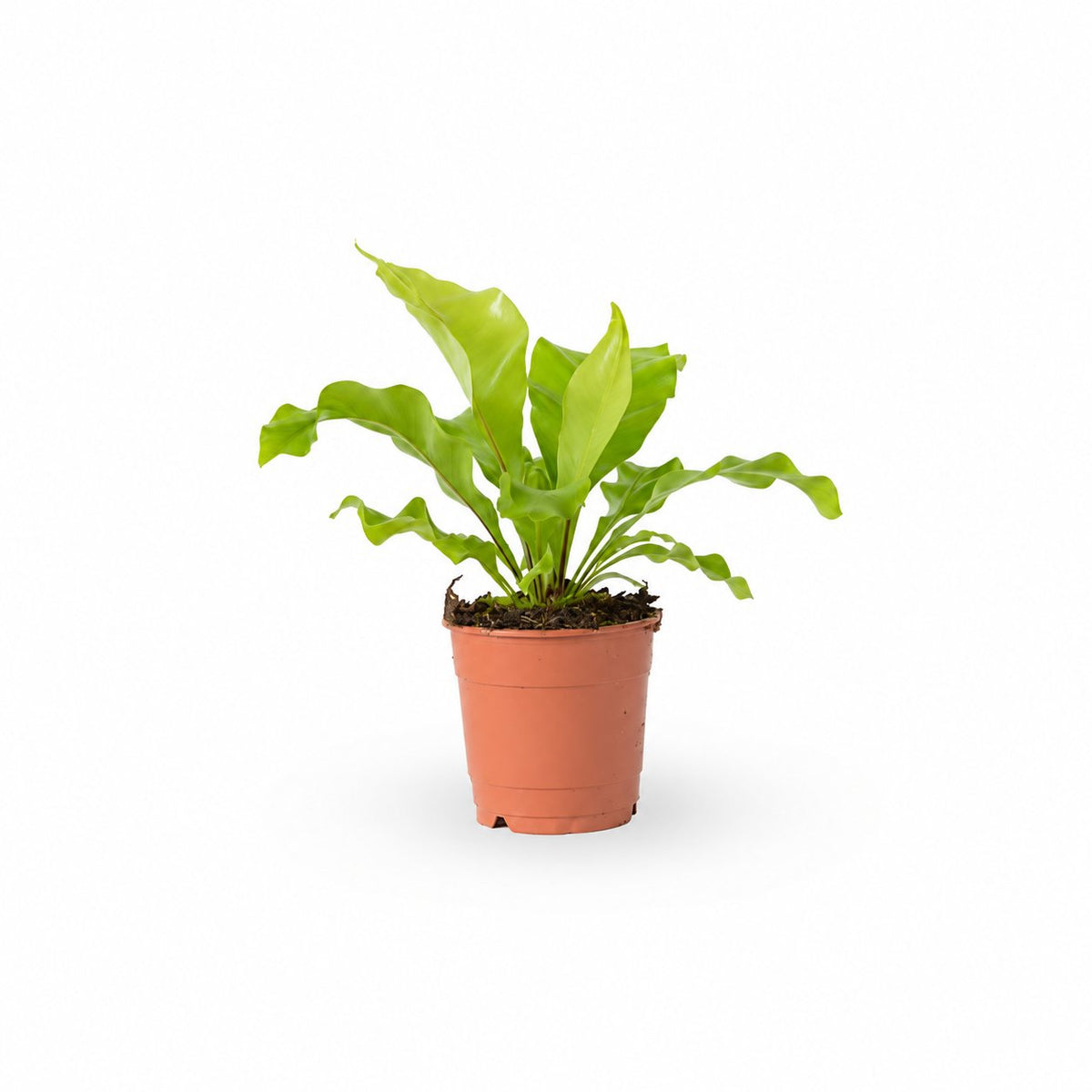 | hoya | קן הציפור | Bird Nest Fern  משתלה אינטרנטית | צמחי בית | עד הבית | פריחת הצמח | משלוח צמחי בית | משתלה עד הבית | plant on it | let neta your plants