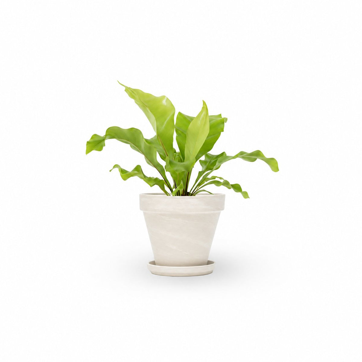 | hoya | קן הציפור | Bird Nest Fern  משתלה אינטרנטית | צמחי בית | עד הבית | פריחת הצמח | משלוח צמחי בית | משתלה עד הבית | plant on it | let neta your plants