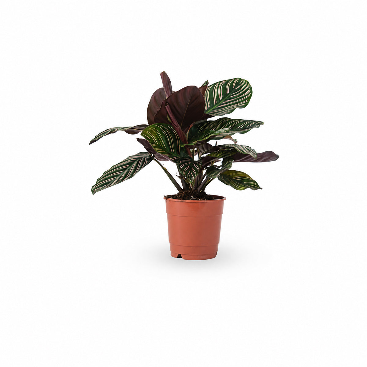 HOYA משלוחי צמחים- קלתאה אורנטה- הויהcalathea ornata | קניית צמחים | משתלה אונלין | קלתאה אורנטה | משלוחי צמחים
