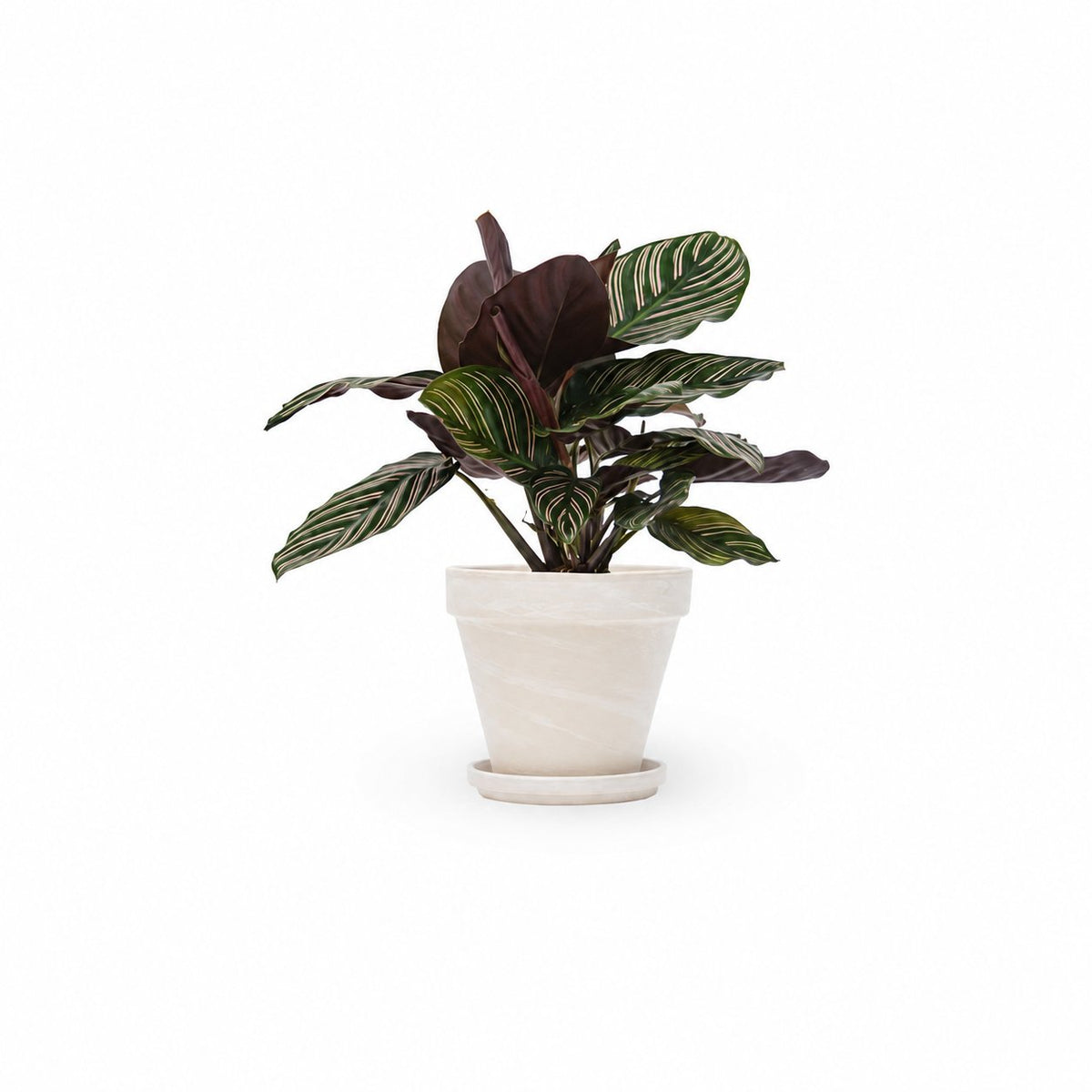 HOYA משלוחי צמחים- קלתאה אורנטה- הויהcalathea ornata | קניית צמחים | משתלה אונלין | קלתאה אורנטה | משלוחי צמחים