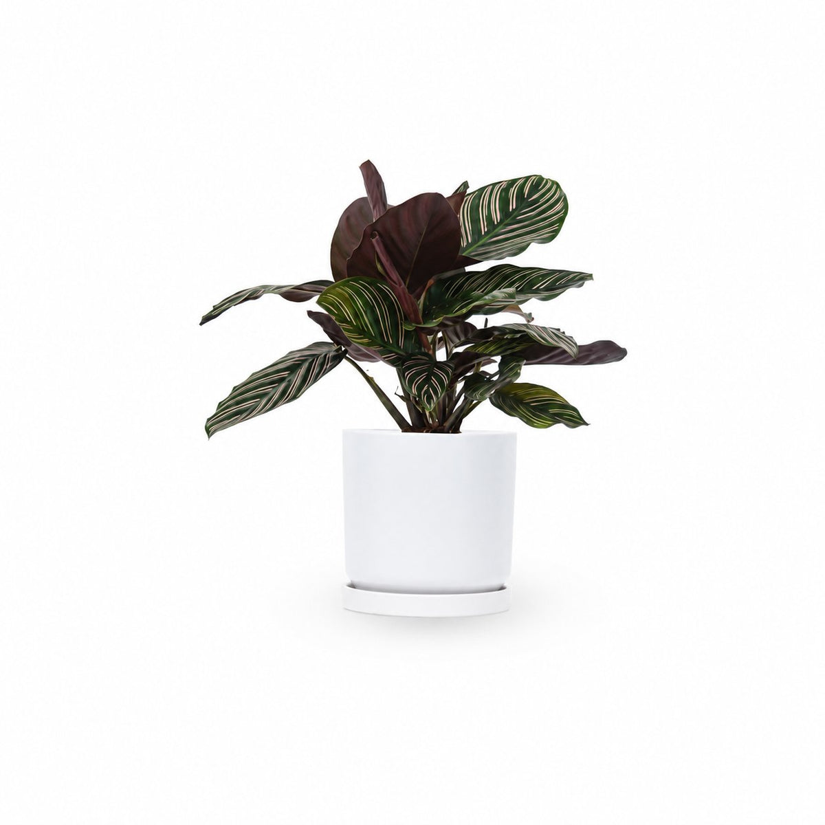 HOYA משלוחי צמחים- קלתאה אורנטה- הויהcalathea ornata | קניית צמחים | משתלה אונלין | קלתאה אורנטה | משלוחי צמחים