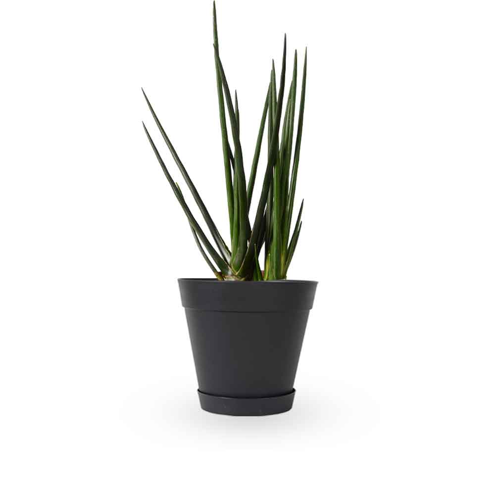  | סנסיווריה גלילית | סנסיוריה גלילית | sansevieria cylindrica | משתלה צמחי בית מטהרי אויר | משלוח צמחי בית | מ