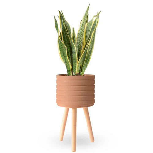 סנסיווריה | Sansevieria | snake plant HOYA | משתלה אינטרנטית | צמחי בית