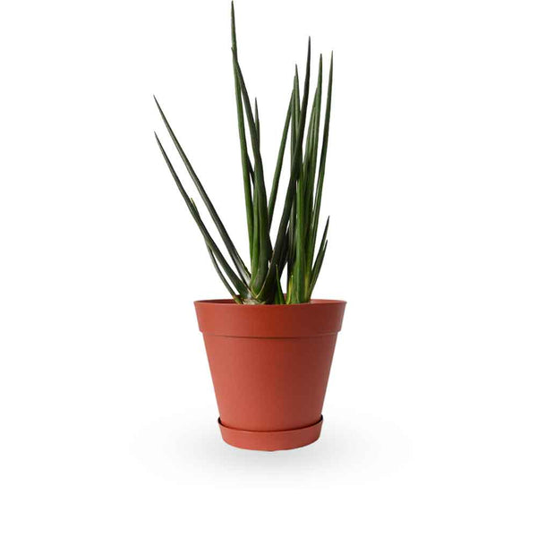  | סנסיווריה גלילית | סנסיוריה גלילית | sansevieria cylindrica | משתלה צמחי בית מטהרי אויר | משלוח צמחי בית | מ