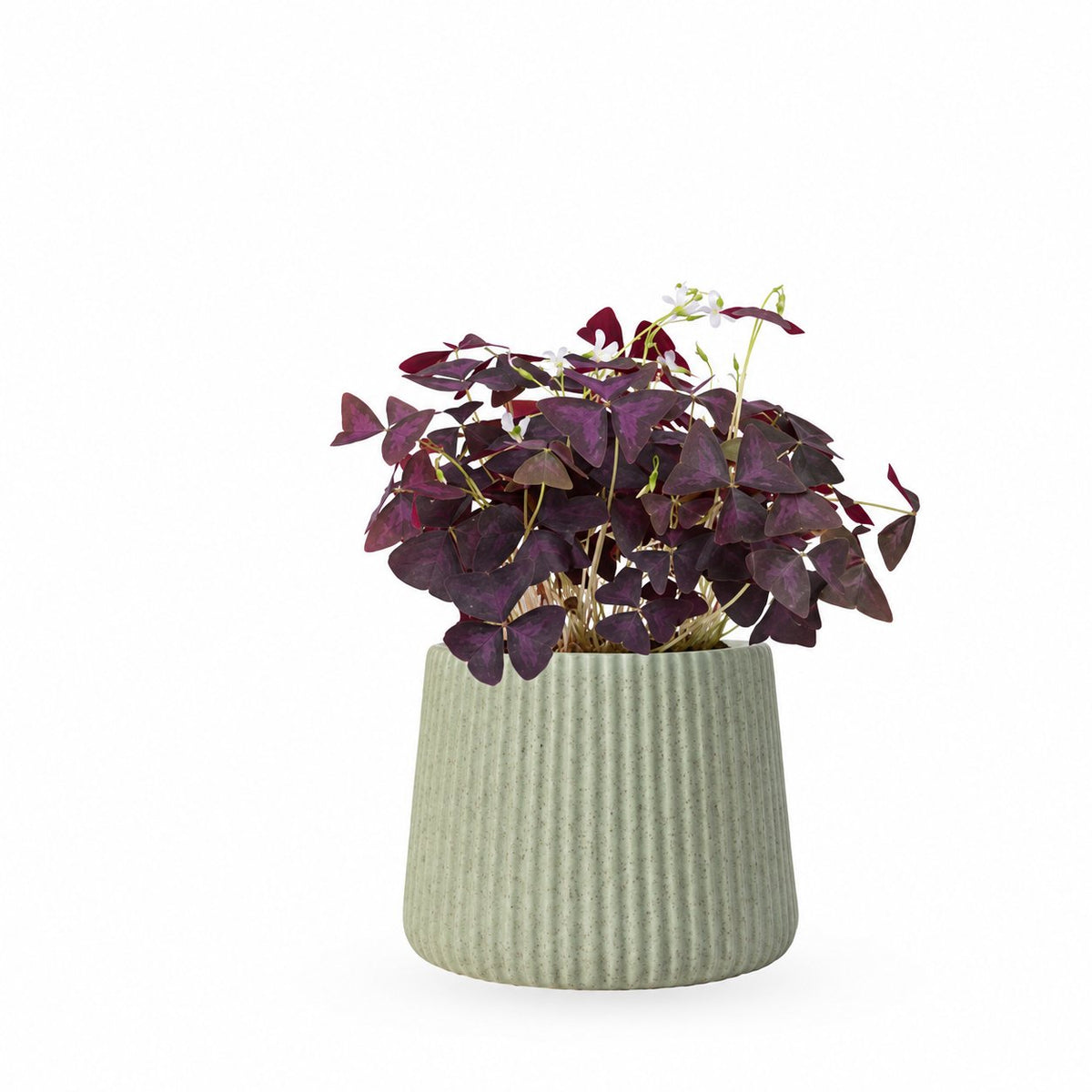 Oxalis triangularis / false | חמציץ | חמציץ משולש | חמציץ סגול | משתלה אינטרנטית | משלוח צמחים