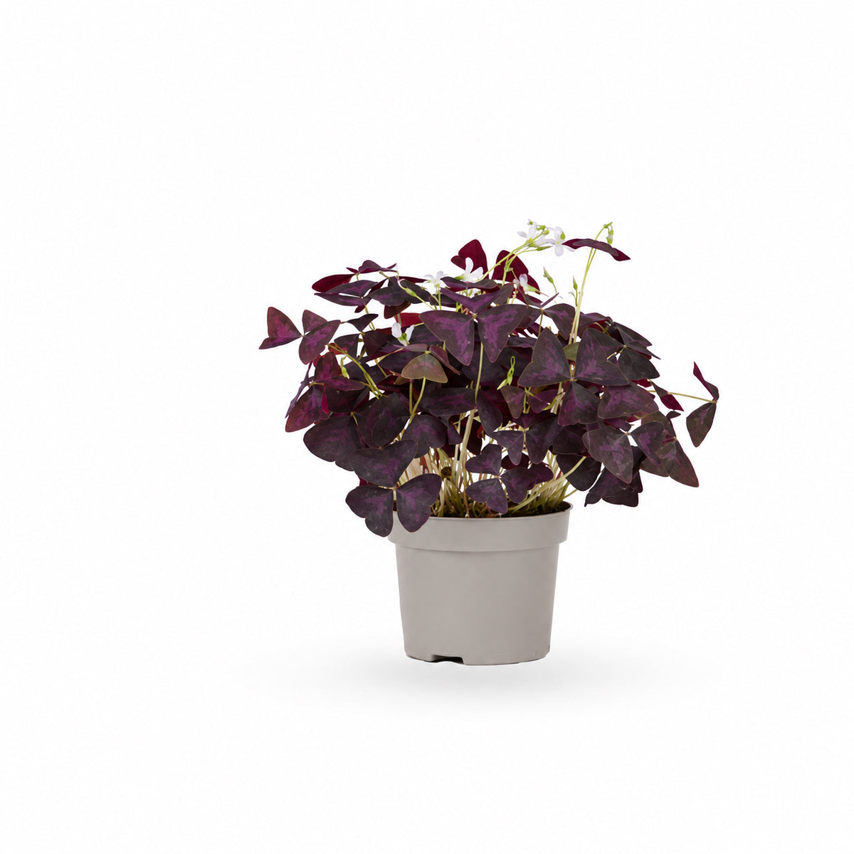 Oxalis triangularis / false | חמציץ | חמציץ משולש | חמציץ סגול | משתלה אינטרנטית | משלוח צמחים