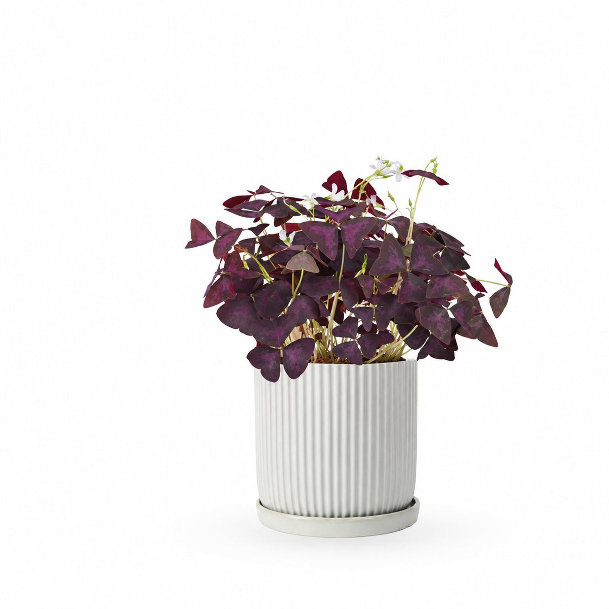 Oxalis triangularis / false | חמציץ | חמציץ משולש | חמציץ סגול | משתלה אינטרנטית | משלוח צמחים