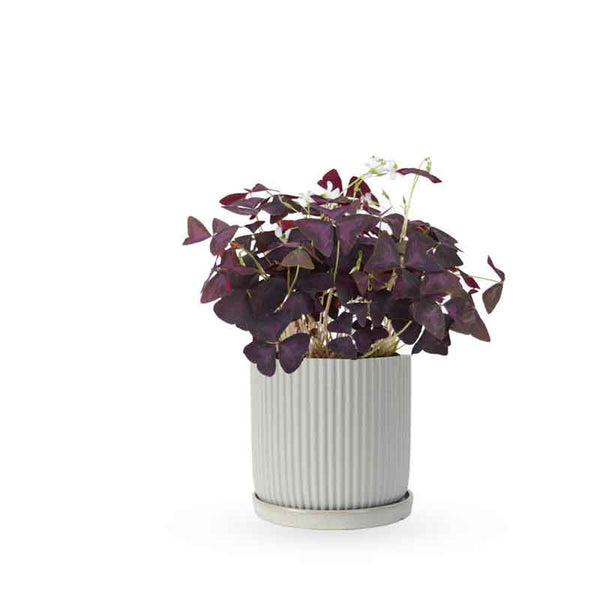 Oxalis triangularis / false | חמציץ | חמציץ משולש | חמציץ סגול | משתלה אינטרנטית | משלוח צמחים