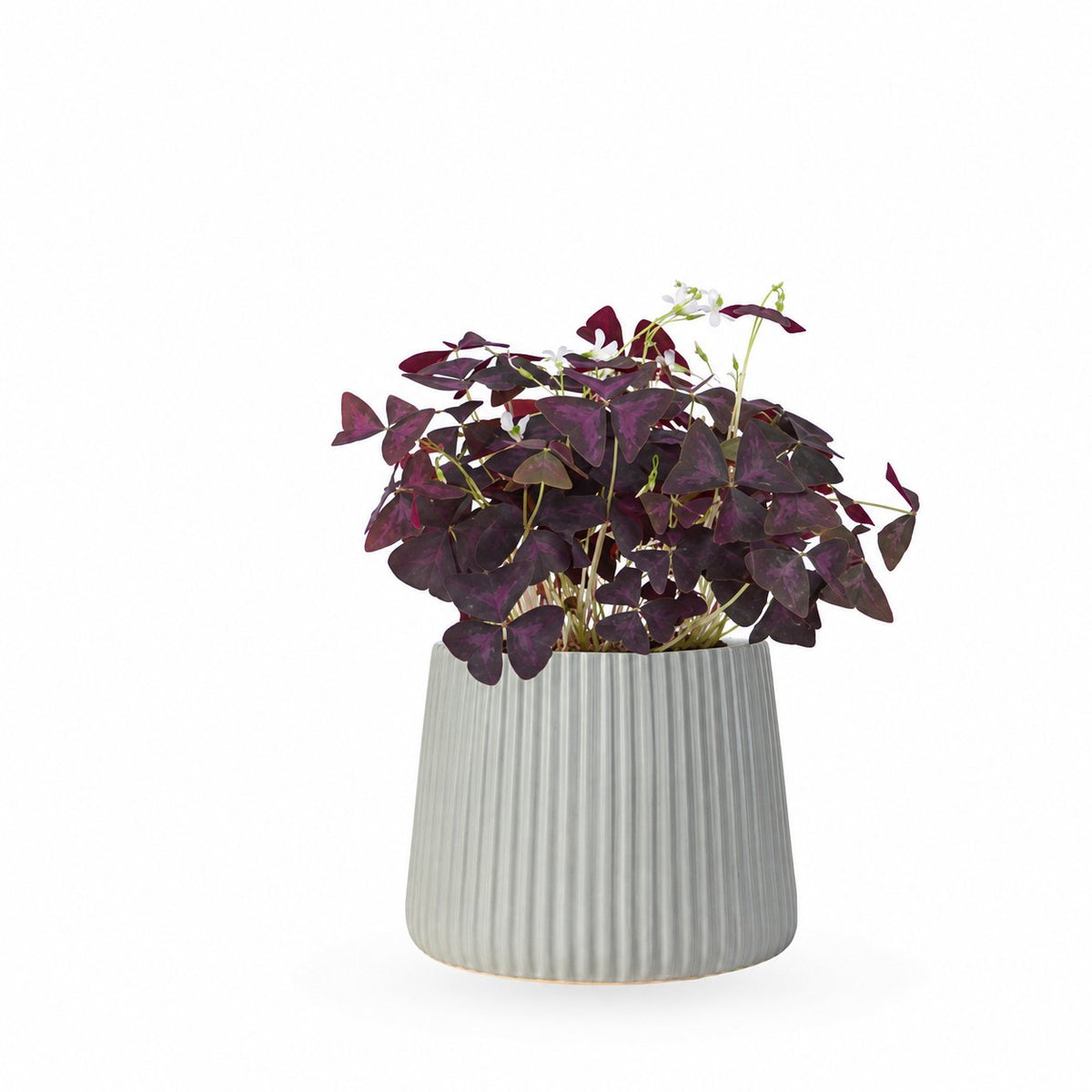 Oxalis triangularis / false | חמציץ | חמציץ משולש | חמציץ סגול | משתלה אינטרנטית | משלוח צמחים