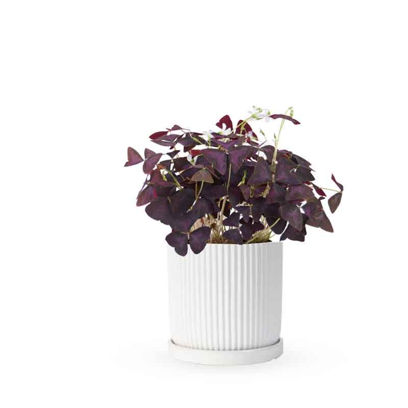 Oxalis triangularis / false | חמציץ | חמציץ משולש | חמציץ סגול | משתלה אינטרנטית | משלוח צמחים