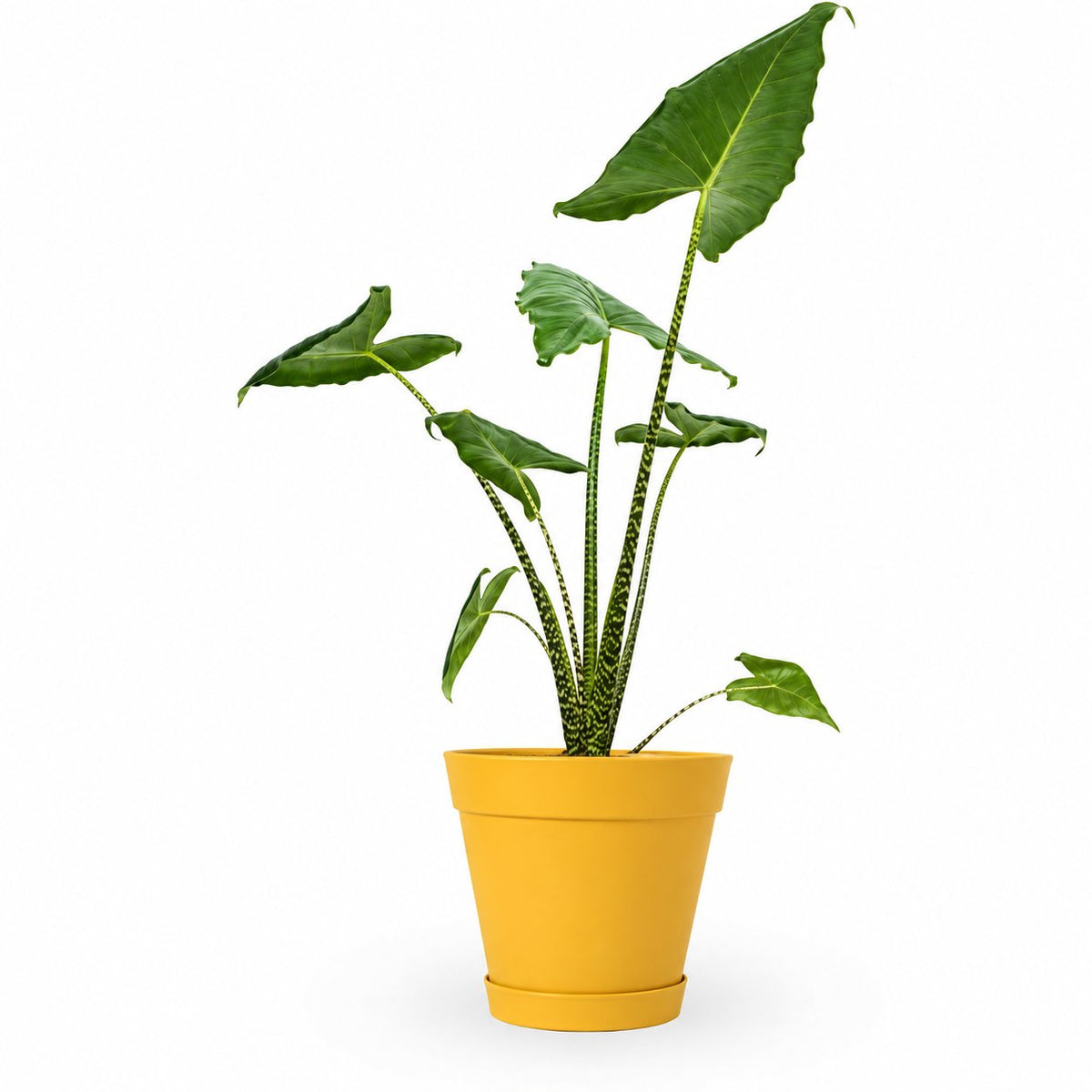 alocasia zebrina, אלוקסיה זברינה, אוזן פיל