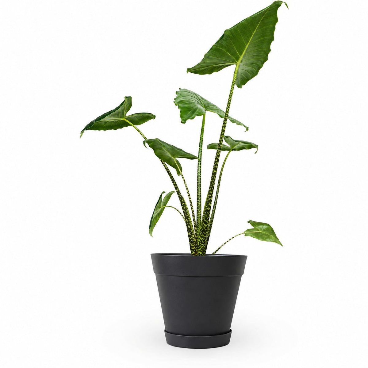 alocasia zebrina, אלוקסיה זברינה, אוזן פיל