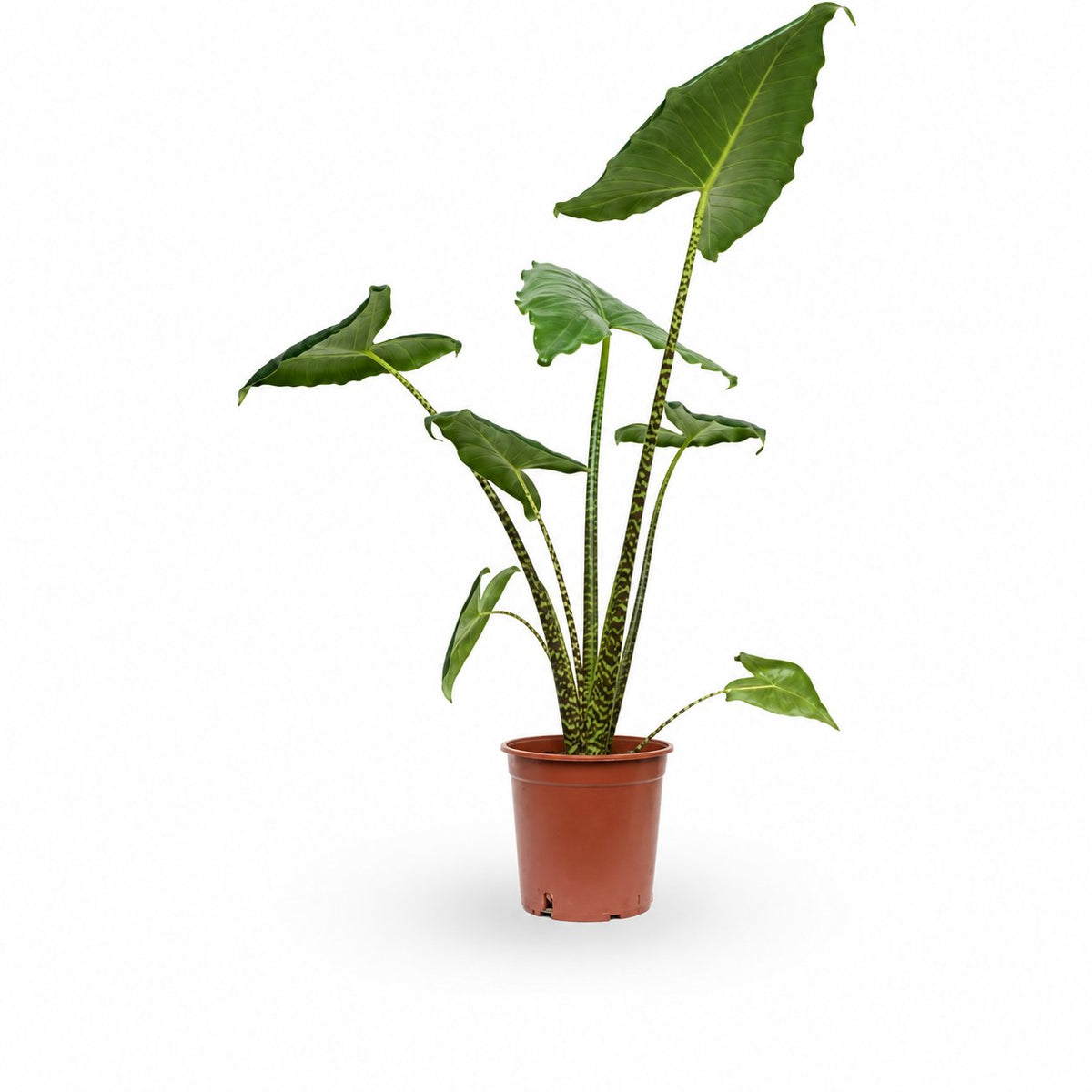 alocasia zebrina, אלוקסיה זברינה, אוזן פיל
