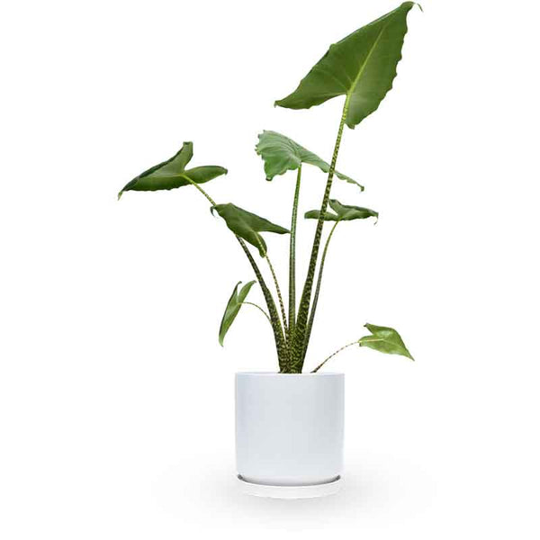 alocasia zebrina | אלוקסיה זברינה | אוזן פיל | מכירת צמחים | קניית צמחים לבית