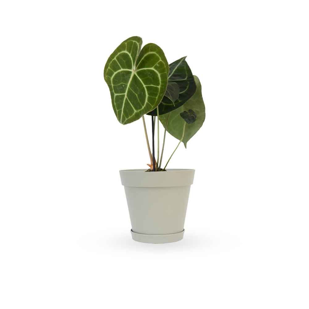 אנטוריום קלרינרביום | Anthurium Clarinervium | hoya | plant it | neta plants| משתלה אינטרנטית | משלוח צמחים | משתללה אונליין