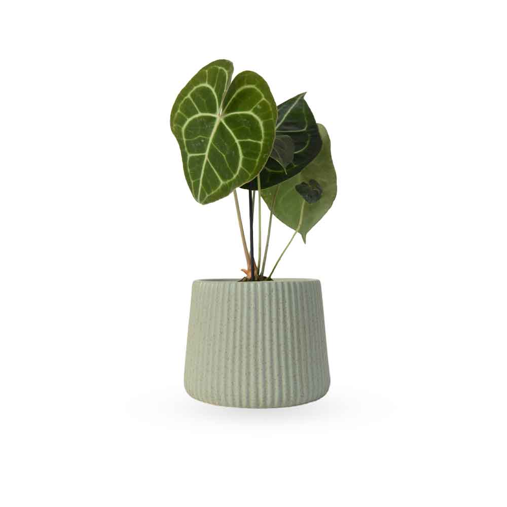 אנטוריום קלרינרביום | Anthurium Clarinervium | hoya | plant it | neta plants| משתלה אינטרנטית | משלוח צמחים | משתללה אונליין