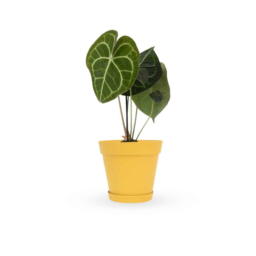 אנטוריום קלרינרביום | Anthurium Clarinervium | hoya | plant it | neta plants| משתלה אינטרנטית | משלוח צמחים | משתללה אונליין