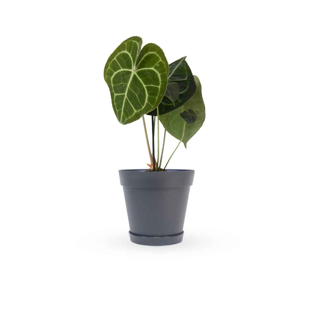 אנטוריום קלרינרביום | Anthurium Clarinervium | hoya | plant it | neta plants| משתלה אינטרנטית | משלוח צמחים | משתללה אונליין