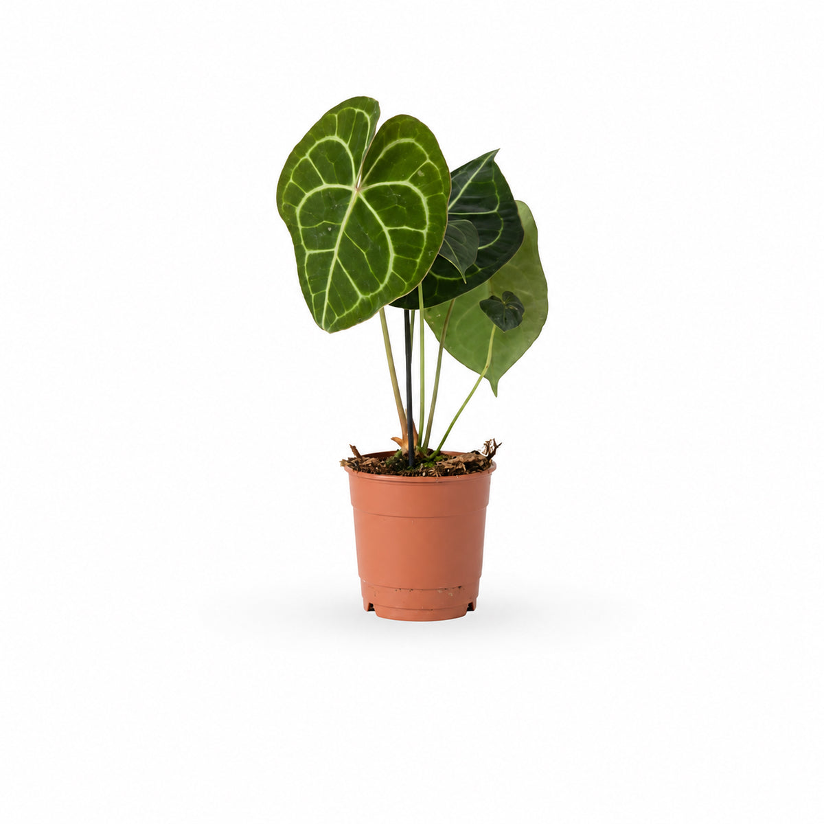אנטוריום קלרינרביום | Anthurium Clarinervium | hoya | plant it | neta plants| משתלה אינטרנטית | משלוח צמחים | משתללה אונליין