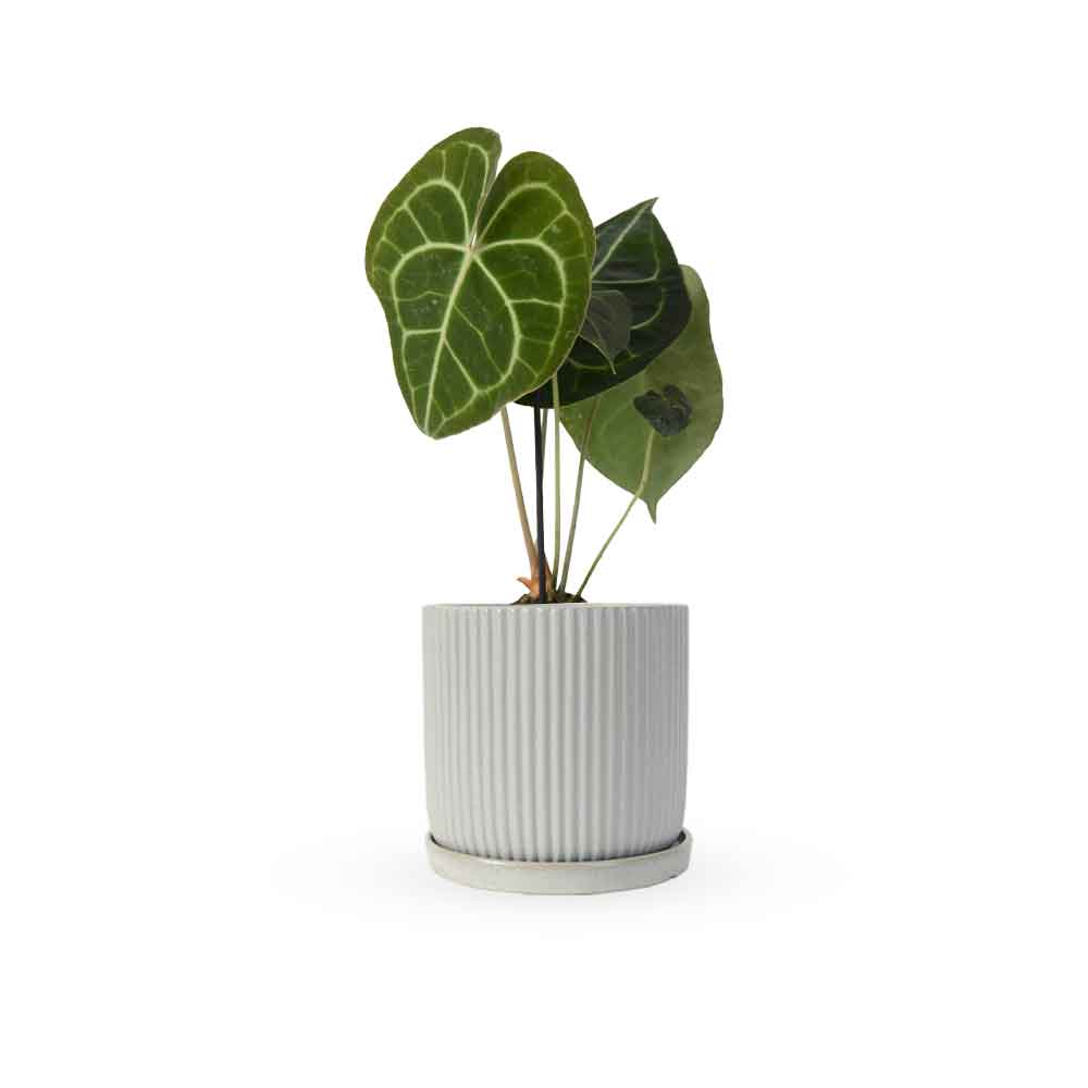 אנטוריום קלרינרביום | Anthurium Clarinervium | hoya | plant it | neta plants| משתלה אינטרנטית | משלוח צמחים | משתללה אונליין