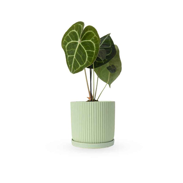 אנטוריום קלרינרביום | Anthurium Clarinervium | hoya | plant it | neta plants| משתלה אינטרנטית | משלוח צמחים | משתללה אונליין