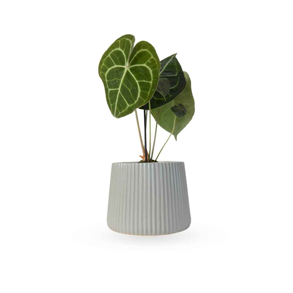 אנטוריום קלרינרביום | Anthurium Clarinervium | hoya | plant it | neta plants| משתלה אינטרנטית | משלוח צמחים | משתללה אונליין