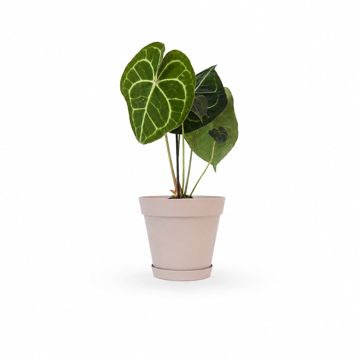אנטוריום קלרינרביום | Anthurium Clarinervium | hoya | plant it | neta plants| משתלה אינטרנטית | משלוח צמחים | משתללה אונליין