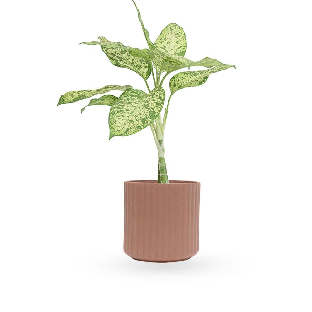Dieffenbachia | דיפנבכיה לינדה | דיפונבכיה לינדה | צמח בית | מרס  HOYA הויה HO_YA