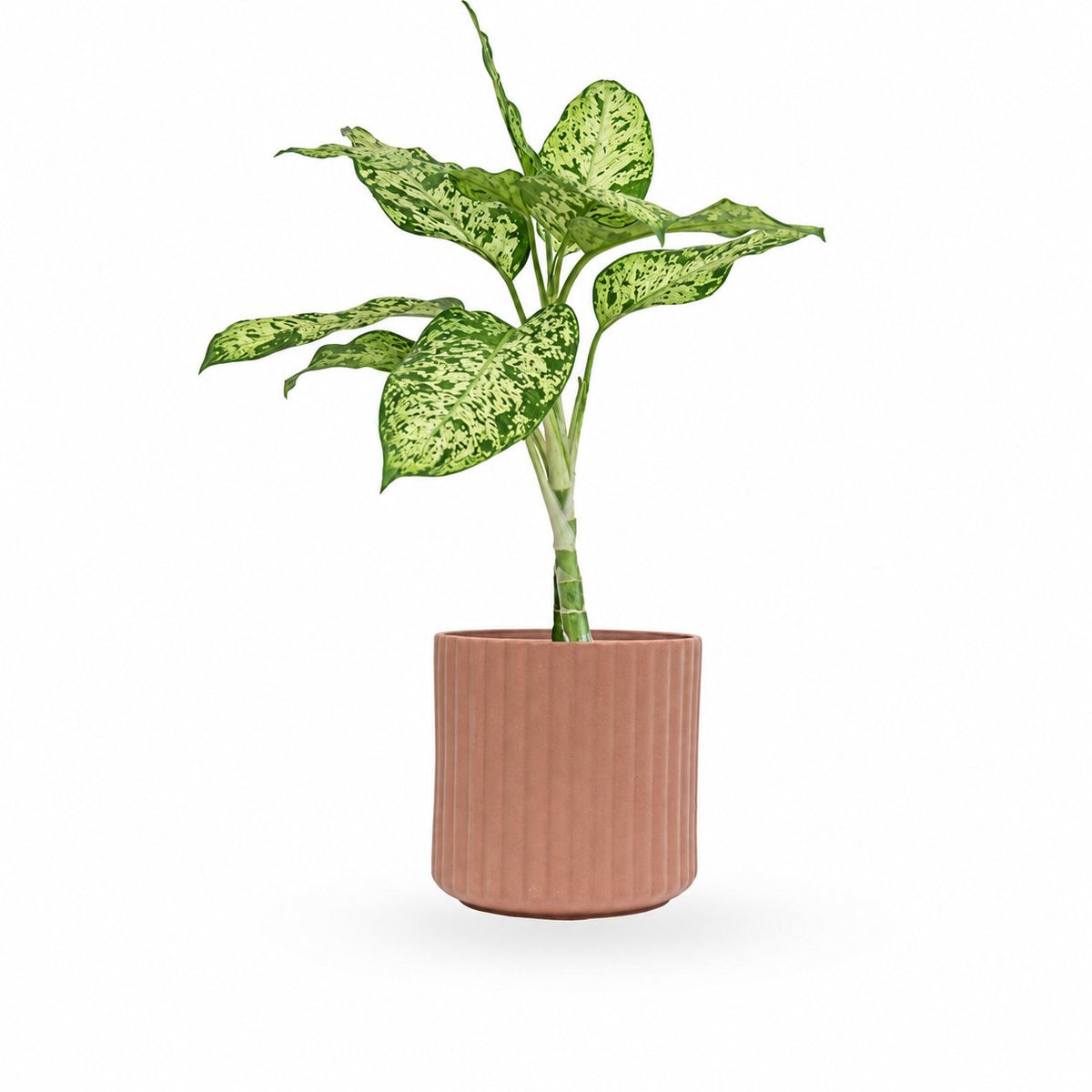 Dieffenbachia | דיפנבכיה לינדה | דיפונבכיה לינדה | צמח בית | מרס  HOYA הויה HO_YA