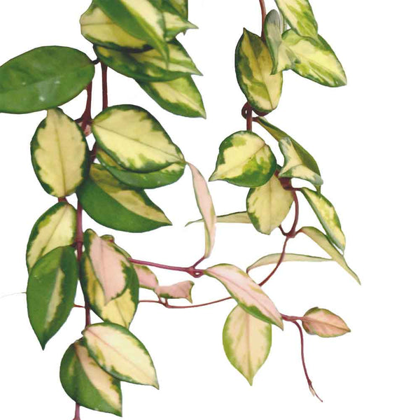 בת שבע קרימסון | Hoya Krimson Princess | | hoya |  on it |  together plant | צמחי בית | משתלה אינטרנטית | משתלה אונליין